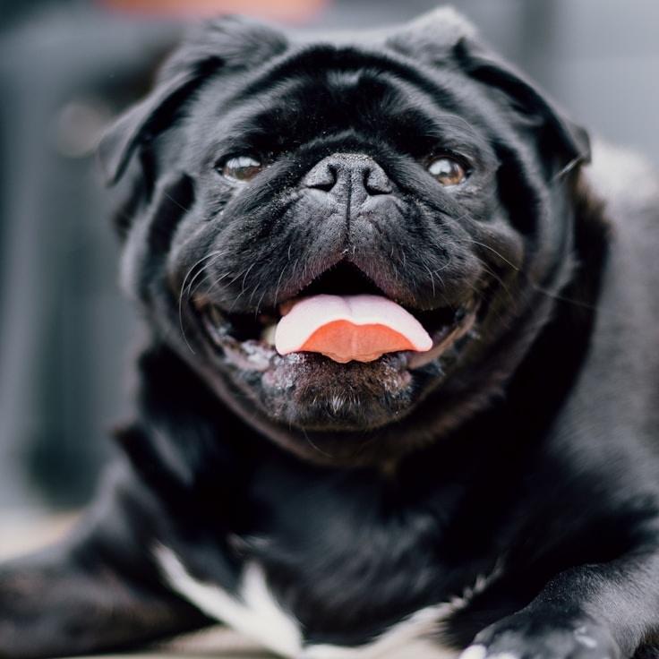 Portrait of Alex Renaldi, community mentor and Italian cuisine specialist